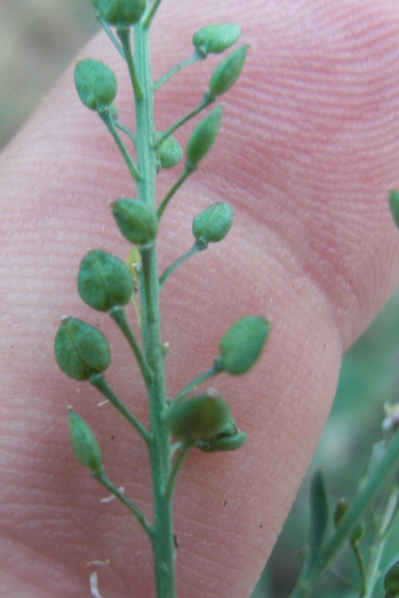 Lepidium graminifolium